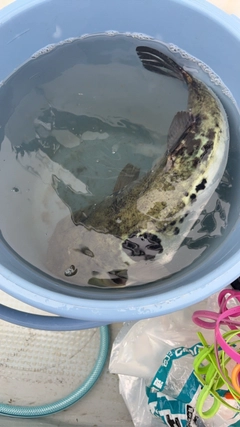トラフグの釣果