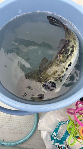 トラフグの釣果