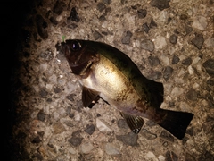 クロメバルの釣果