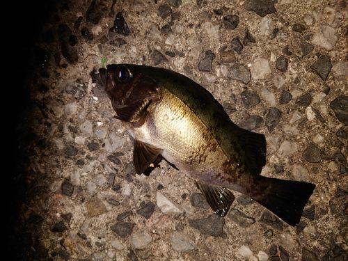 クロメバルの釣果