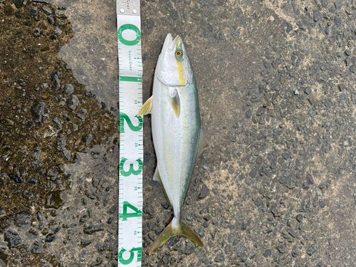 ハマチの釣果