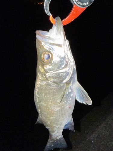 ヒラスズキの釣果