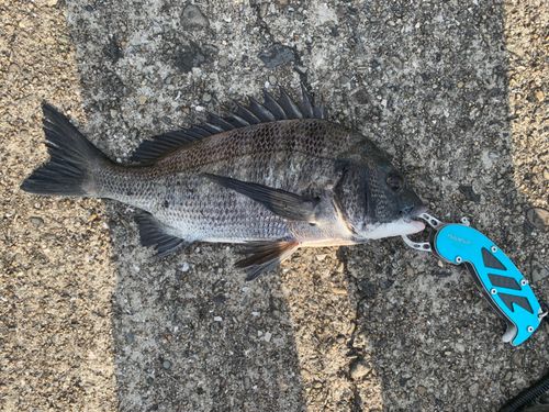 チヌの釣果
