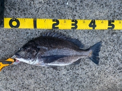 チヌの釣果