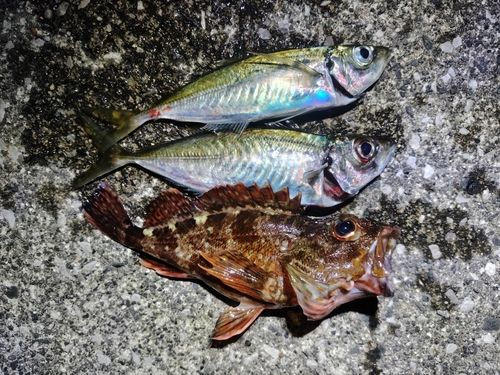 カサゴの釣果