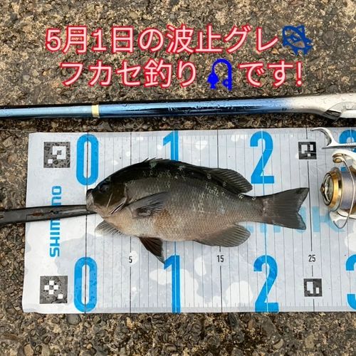 グレの釣果