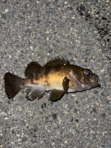 メバルの釣果
