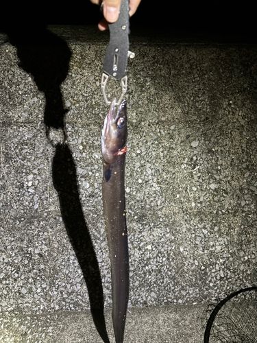 アナゴの釣果