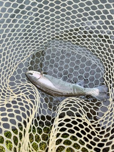 ニジマスの釣果
