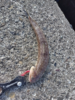 エソの釣果