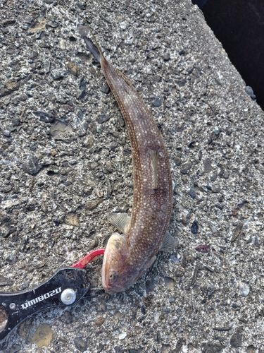 エソの釣果