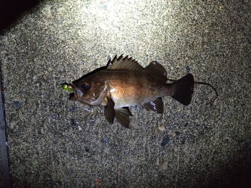 メバルの釣果