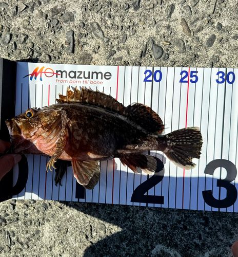 カサゴの釣果
