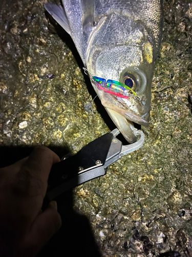 フッコ（ヒラスズキ）の釣果