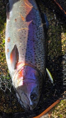 ニジマスの釣果