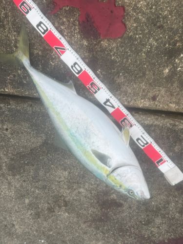 ブリの釣果