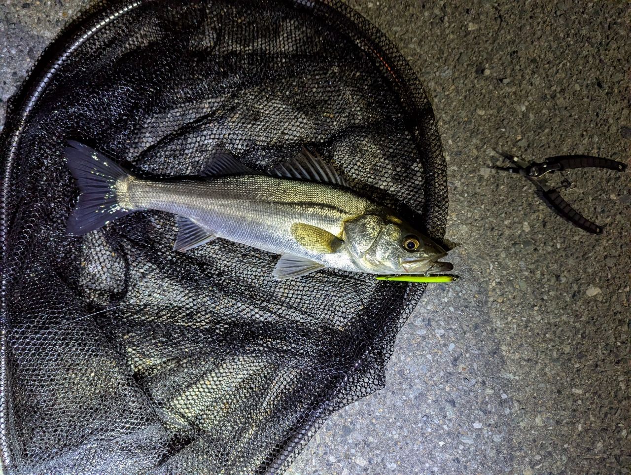シーバスの釣果写真