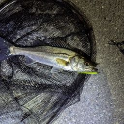 シーバスの釣果写真