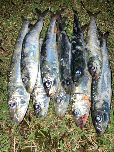 マイワシの釣果
