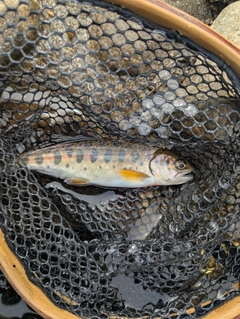 ヤマメの釣果