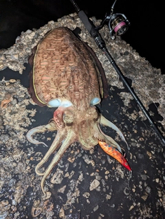 モンゴウイカの釣果