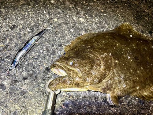 ヒラメの釣果