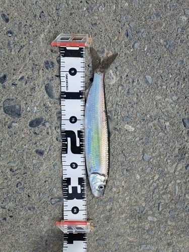 ニシンの釣果