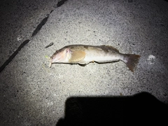 アブラコの釣果