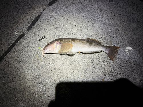 アブラコの釣果