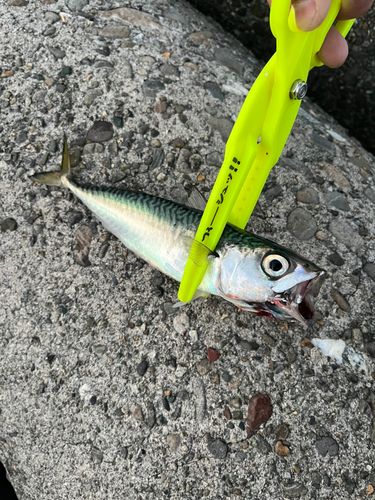 サバの釣果