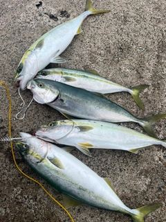 フクラギの釣果