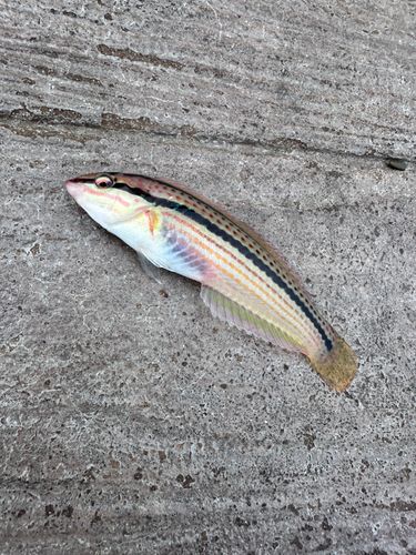 キュウセンの釣果