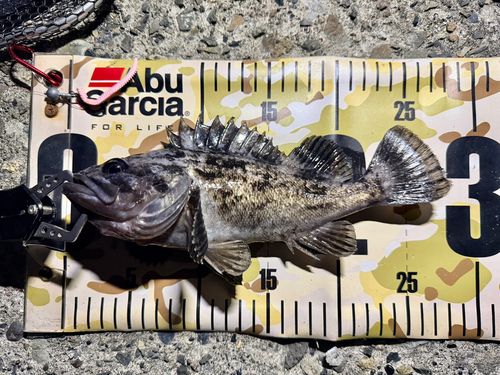 クロソイの釣果