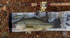 ブラックバスの釣果