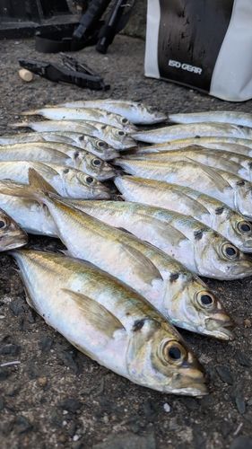 アジの釣果