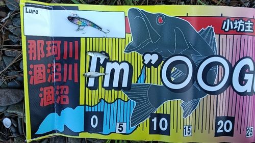 ボラの釣果