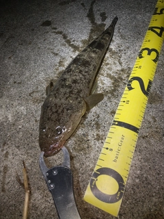 マゴチの釣果