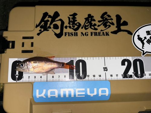 ネンブツダイの釣果