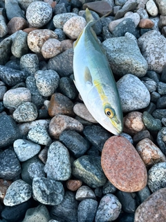 ツバイソの釣果