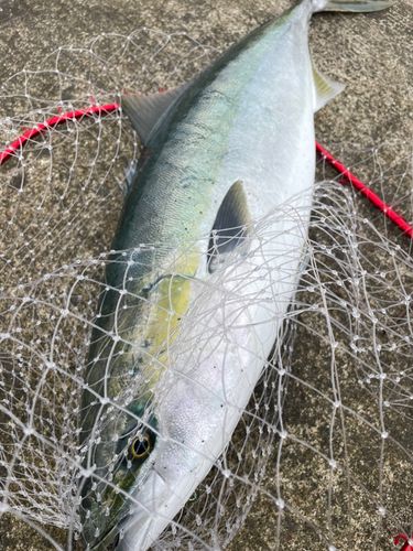 ブリの釣果
