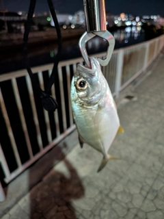 メッキの釣果