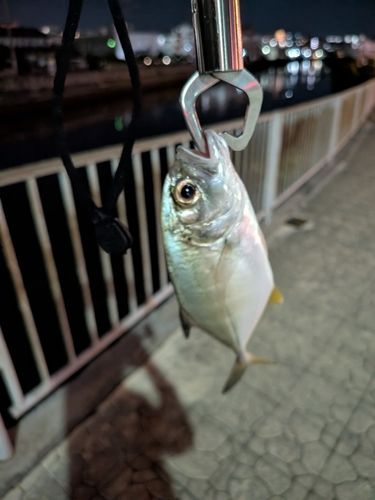 メッキの釣果