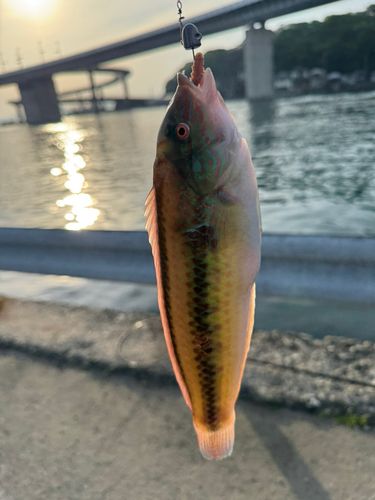 キュウセンの釣果