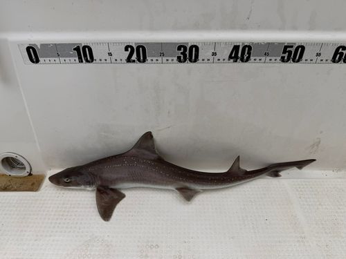 ホシザメの釣果
