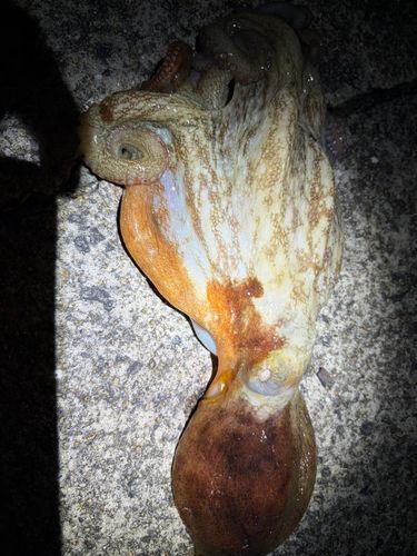 マダコの釣果