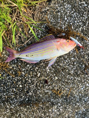 イトヨリダイの釣果