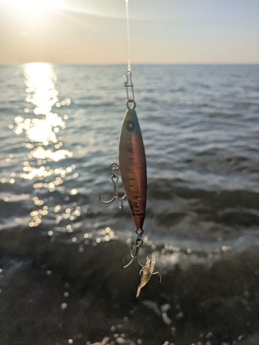 エビの釣果