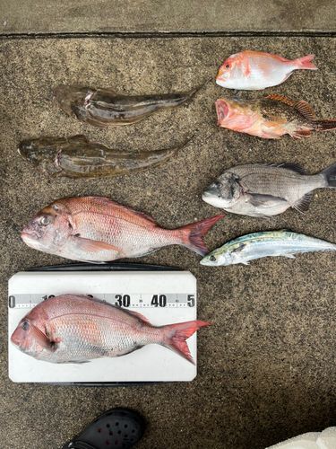 タイの釣果