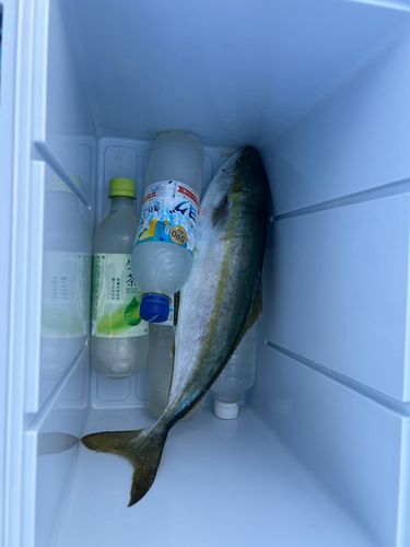 イナダの釣果