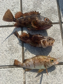 アカメバルの釣果